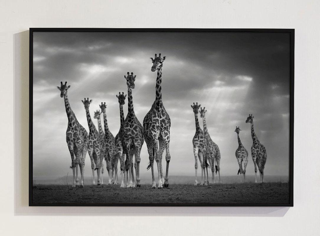 One of All, All for One Maasai Mara, Kenya - Print by Björn Persson