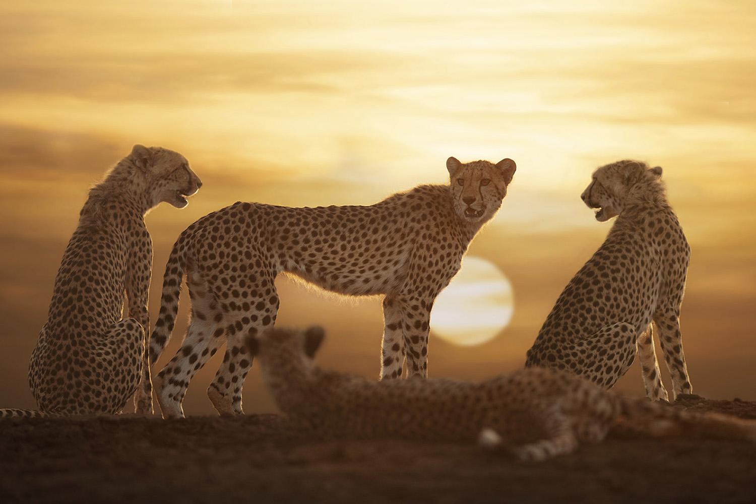 Our Place, Africa series by Bjorn Persson Wildlife Photography