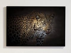 Queen Of Africa, Africa series by Bjorn Persson Wildlife Photography