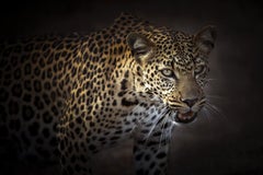 Queen Of Africa, Africa series by Bjorn Persson Wildlife Photography