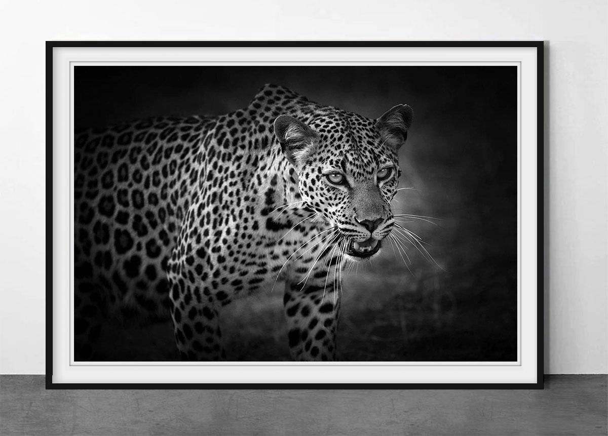 Königin von Afrika – Photograph von Björn Persson
