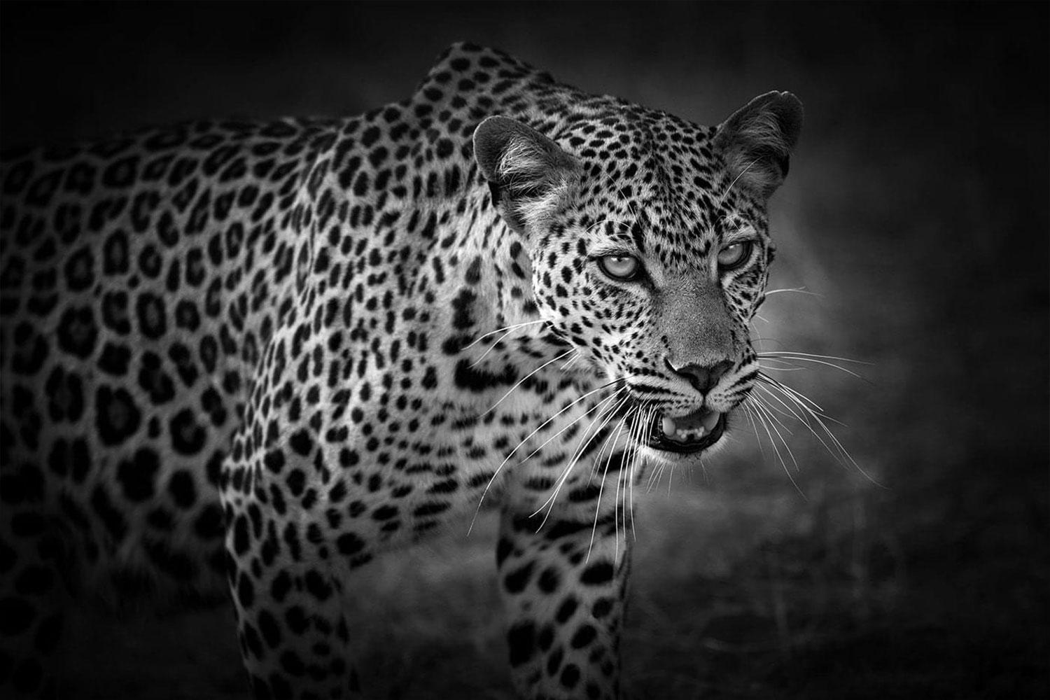 Black and White Photograph Björn Persson - Réserve naturelle de la Reine d'Afrique, Kenya