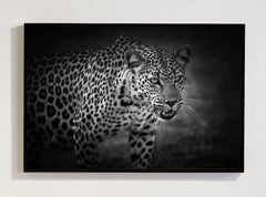 Queen Of Africa Northern Territory Kenya, Africa by Bjorn Persson Wildlife