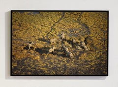 River Of Life, Africaby Bjorn Persson Wildlife Photography