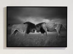 « Rencontre royale, Afrique », par Bjorn Persson, photographie animalière
