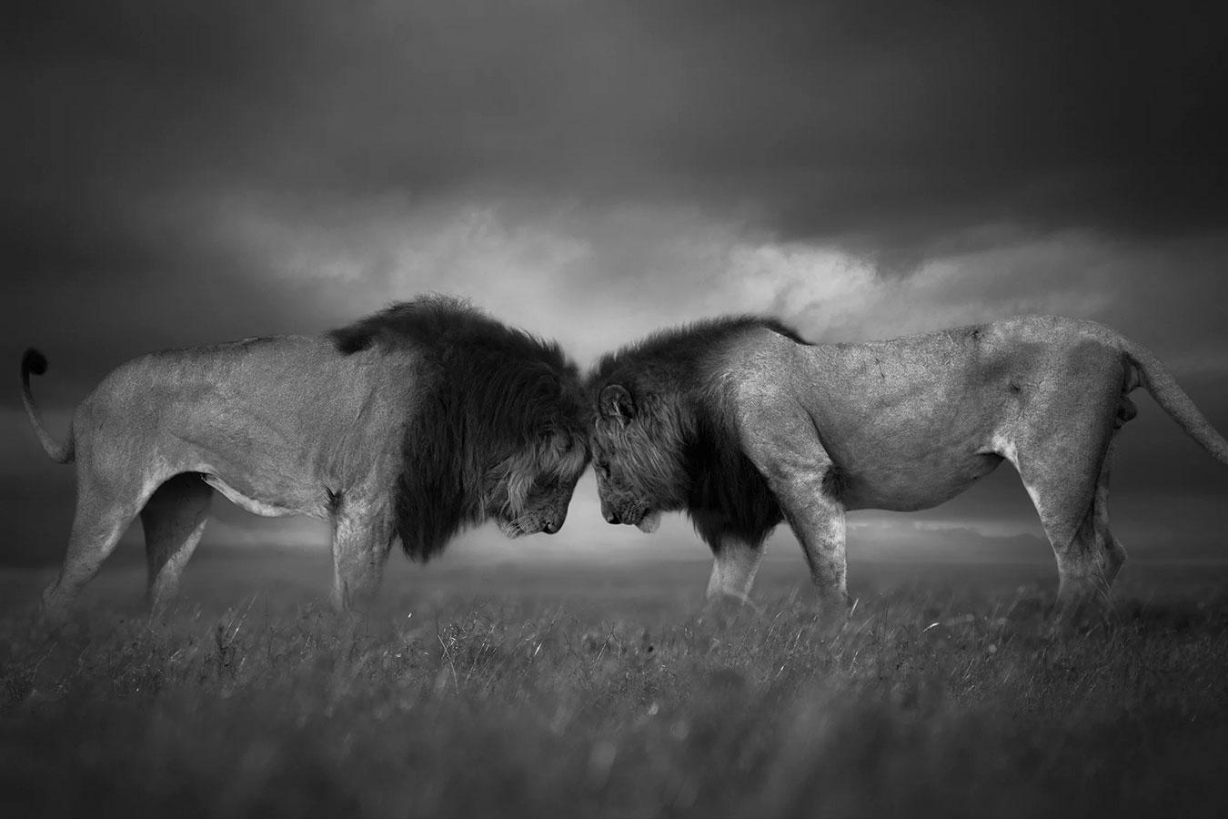 Oversized Photographie noir et blanc