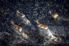 Run, Africa by Bjorn Persson Wildlife Photography