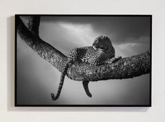 "Shelter, Africa" di Bjorn Persson - Fotografia naturalistica