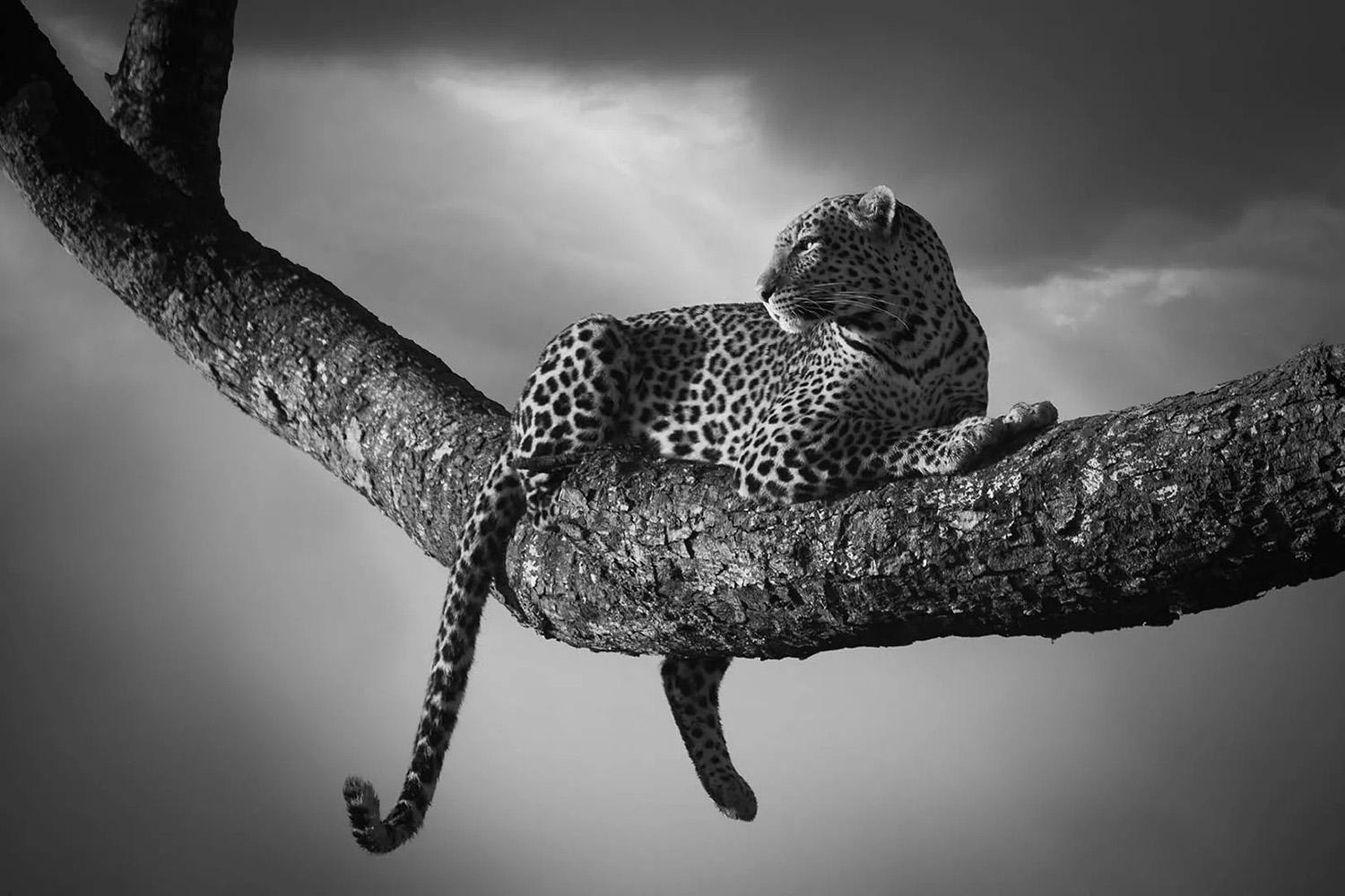 « Shelter, Africa », par Bjorn Persson – Photographie animalière