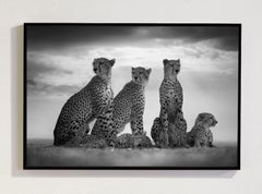 Side By Side, Africa series by Bjorn Persson Wildlife Photography