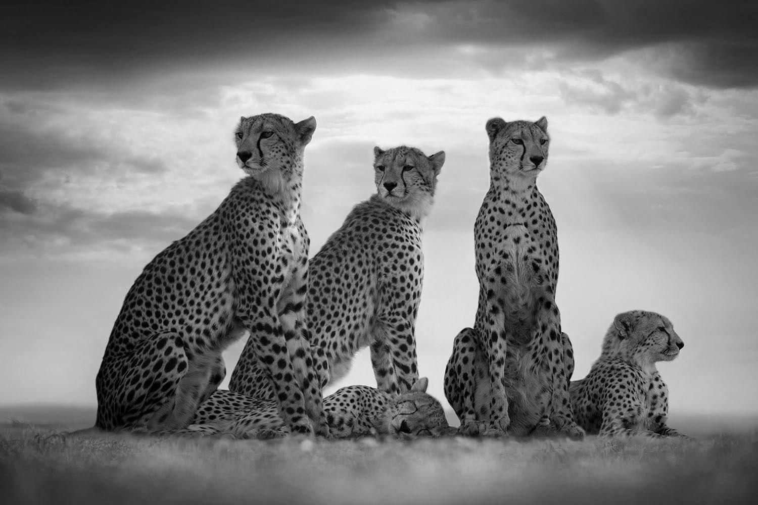 Side By Side, Africa series by Bjorn Persson Wildlife Photography