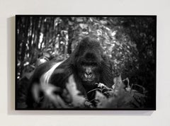 Silverback, Africa series by Bjorn Persson Wildlife Photography
