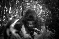 Silverback, Africa series by Bjorn Persson Wildlife Photography