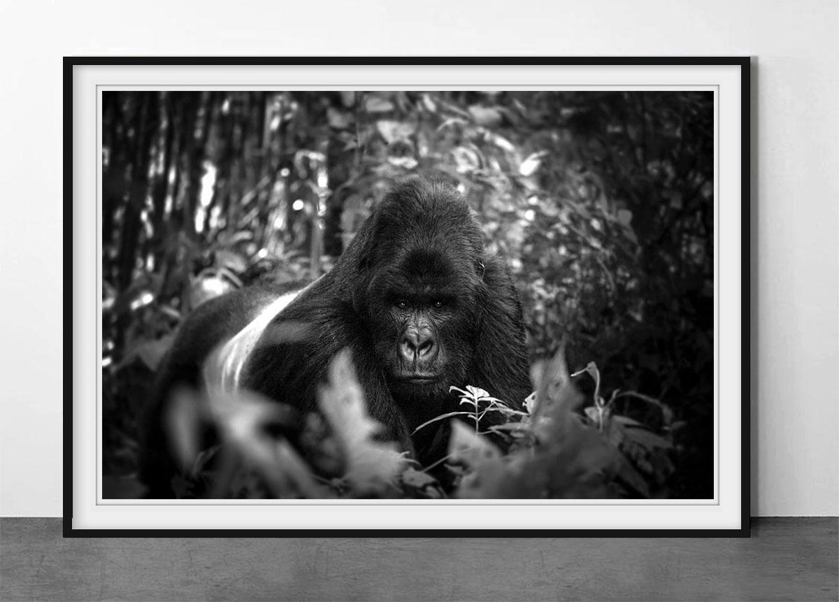 Silverback - Print di Björn Persson