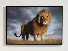 Simba, Africa series by Bjorn Persson Wildlife Photography
