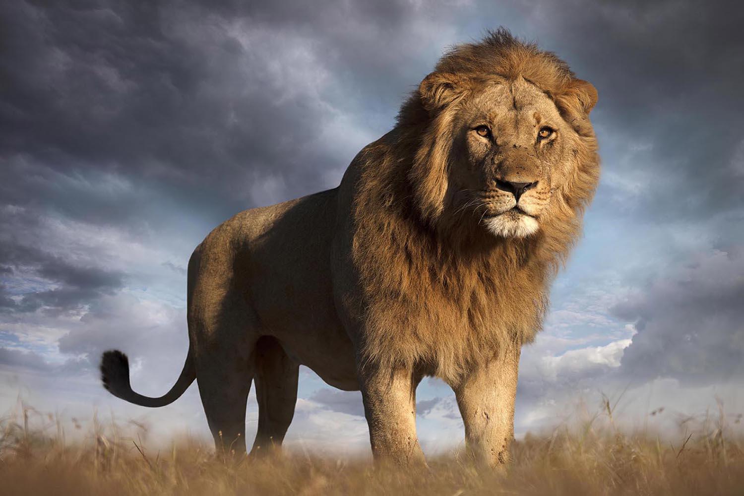 Simba, Africa series by Bjorn Persson Wildlife Photography
