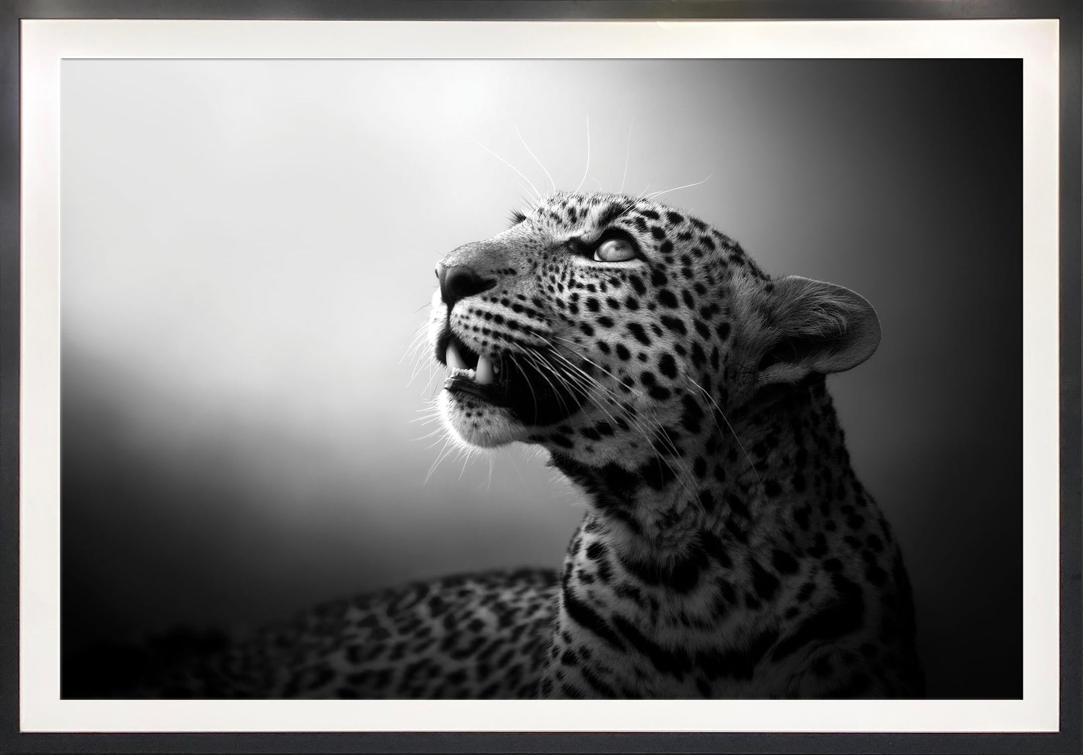 Björn Persson Black and White Photograph - Soul of Leopard