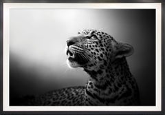 L'âme du léopard