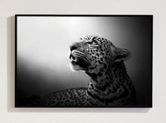 Soul Of The Leopard, Africa series by Bjorn Persson Wildlife Photography