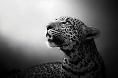 Soul Of The Leopard, Africa series by Bjorn Persson Wildlife Photography