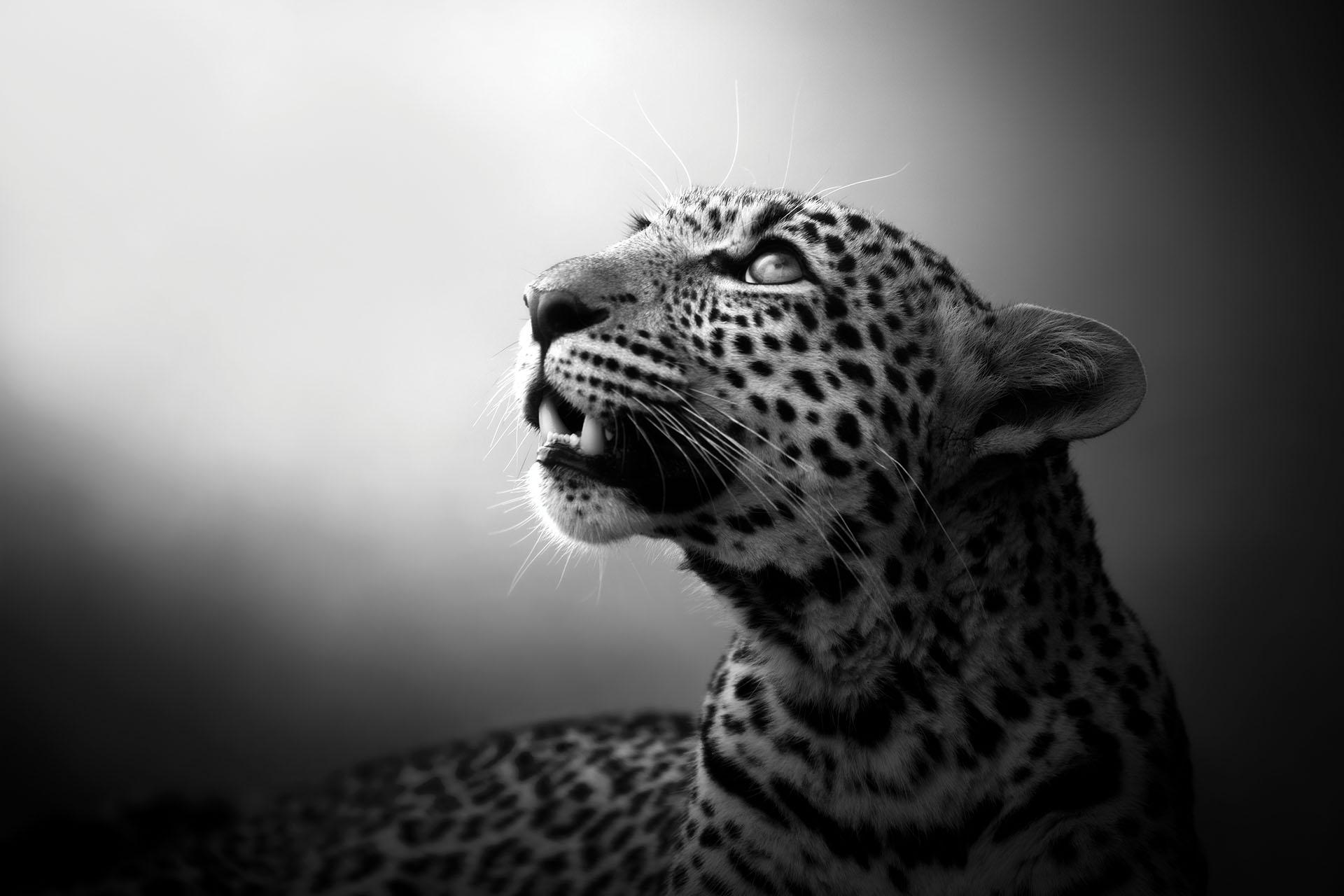Die Seele des Leoparden
