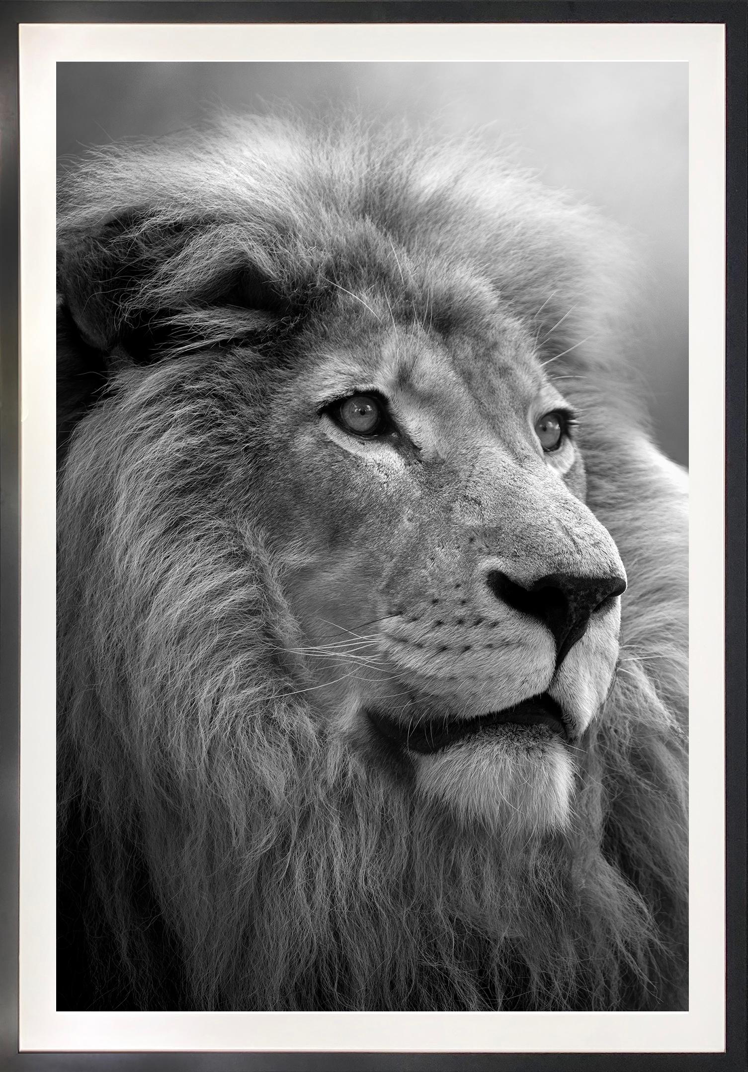 Björn Persson Black and White Photograph - Soul of the Lion