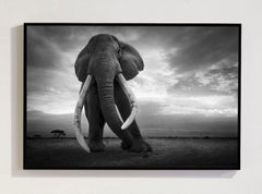 „Spirit Of Africa – Amboseli, Kenia“, Afrika-Serie von Björn Persson Wildlife