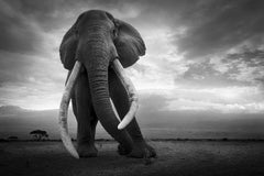 Spirit Of Africa Amboseli Kenya, Africa series by Bjorn Persson Wildlife