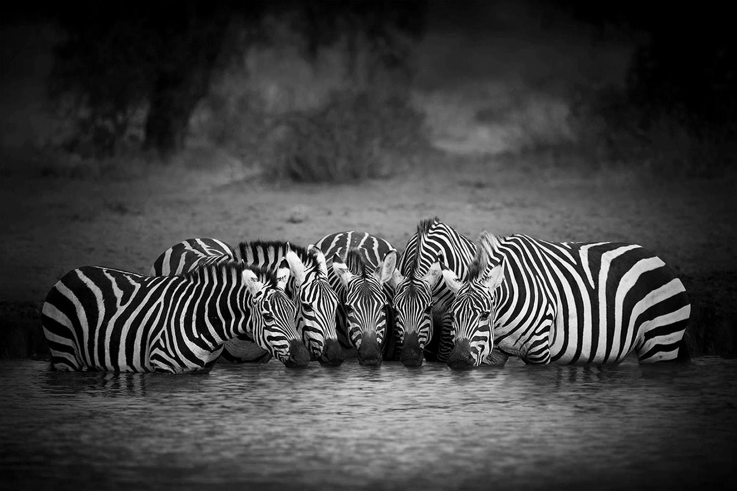 Stripes Amboseli Kenya, Africa series by Bjorn Persson Wildlife Photography