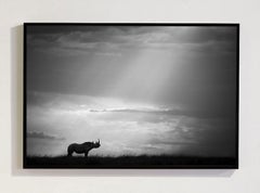 Die Serie „The Chosen, Africa“ von Björn Persson – Naturfotografie