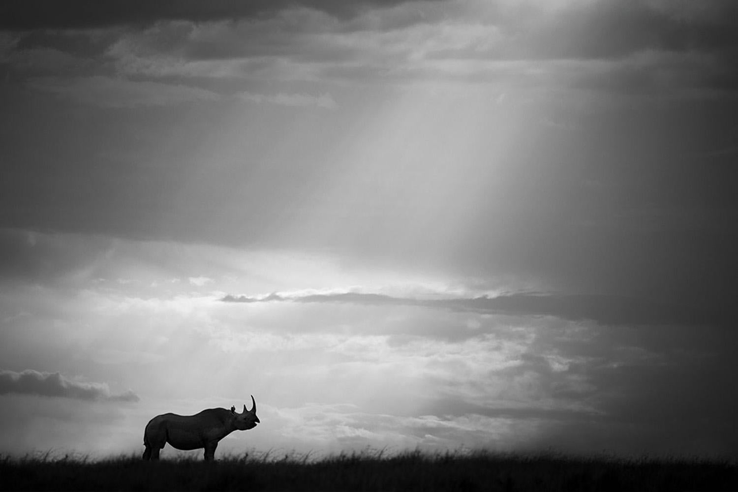 La serie "The Chosen, Africa" di Bjorn Persson - Fotografia naturalistica