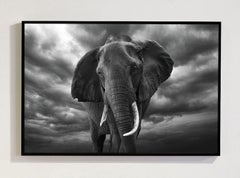 The Emperor Masai Mara Kenya, Africa series by Bjorn Persson Wildlife Photograph