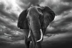 The Emperor Masai Mara Kenya, Africa series by Bjorn Persson Wildlife Photograph