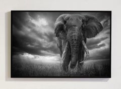 The Giant Amboseli Kenya, Africa series by Bjorn Persson Wildlife Photography