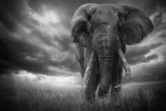 The Giant Amboseli Kenya, Africa series by Bjorn Persson Wildlife Photography