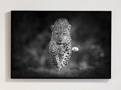 Die Serie „The Queen, Africa“ von Björn Persson Wildlife Photography