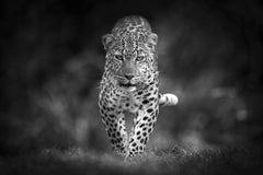 Die Serie „The Queen, Africa“ von Björn Persson Wildlife Photography