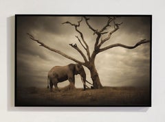 Die Serie „The Tree, Africa“ von Björn Persson – Naturfotografie