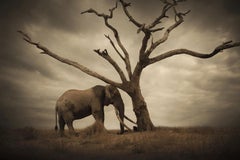 The Tree, Africa series by Bjorn Persson Wildlife Photography