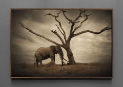 El árbol de Bjorn Persson