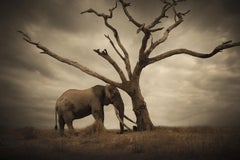 El árbol de Bjorn Persson