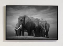 Serie «Together, Africa» de Bjorn Persson, fotografía de fauna salvaje