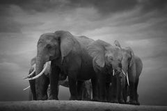 Together, Africa series by Bjorn Persson Wildlife Photography