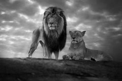 Top Of The World, Africa series by Bjorn Persson Wildlife Photography