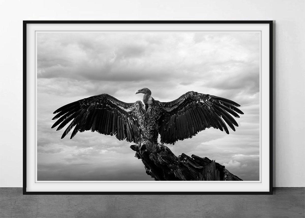 Ailes - Photograph de Björn Persson