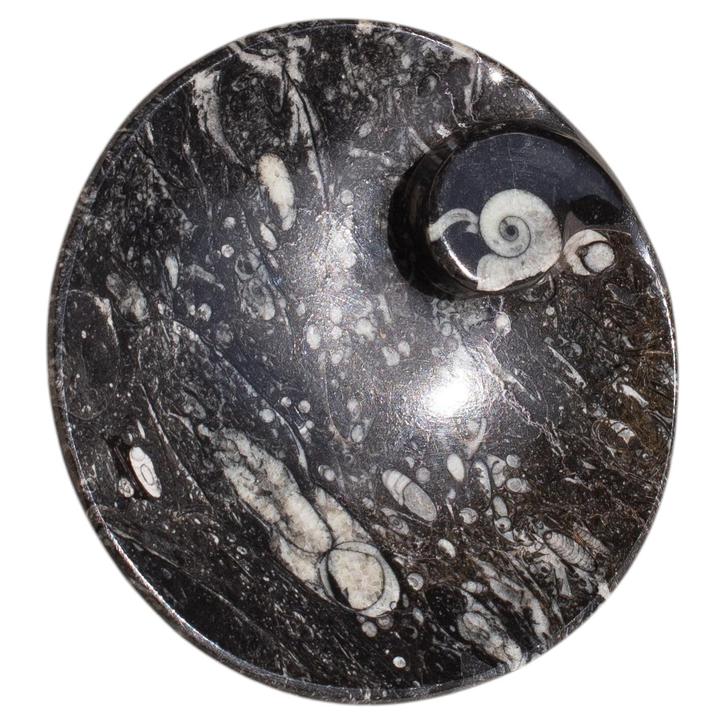 Black Ammonite Decorative Catchall - Shell Fossil Stone Bowl, France 1970s