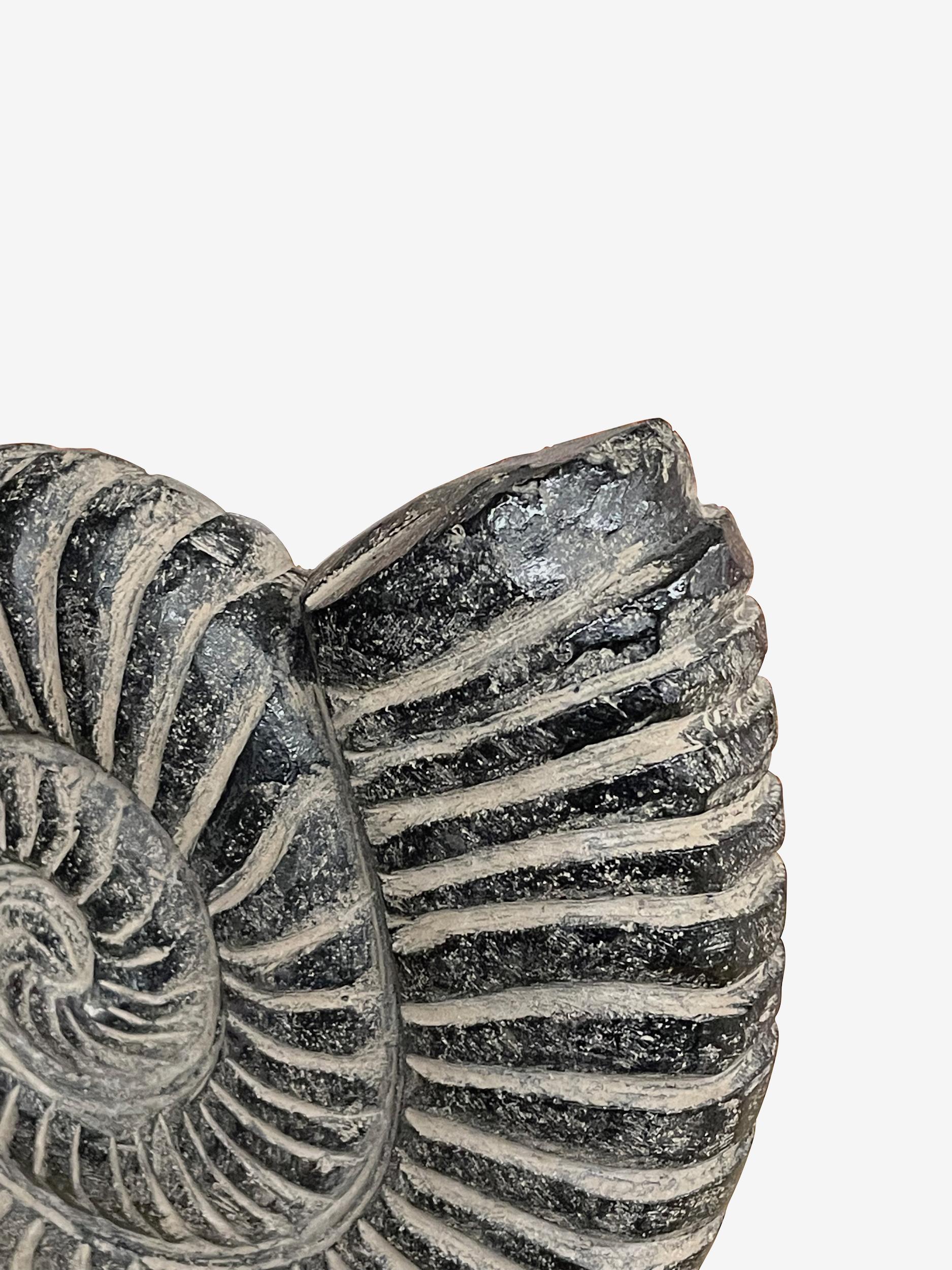 Contemporary Indonesian black ammonite on iron stand.
Stand measures 8