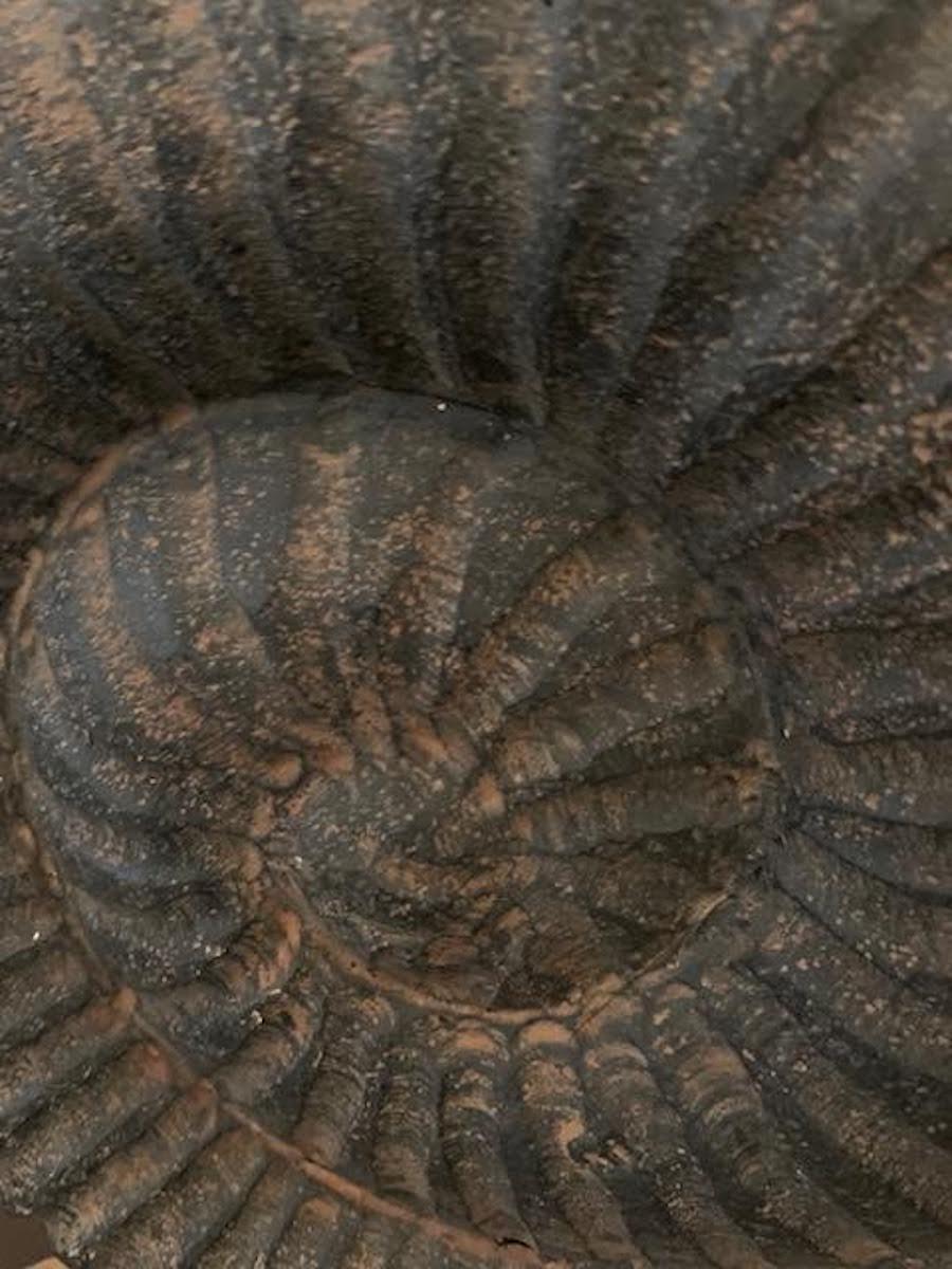 Sculpture en Ammonite noire sur pied, Indonésie, contemporaine Neuf - En vente à New York, NY