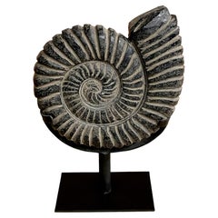 Black Ammonite Sculpture On Stand, Indonesia, Contemporary