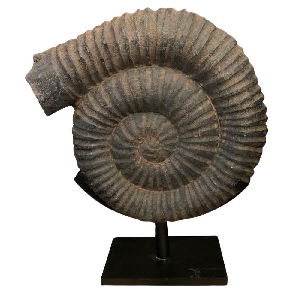 Black Ammonite Sculpture On Stand, Indonesia, Contemporary For Sale